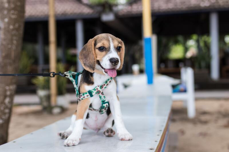Razas de perros pequeños para toda la familia 
